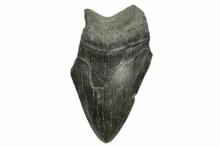 Bargain, Fossil Megalodon Tooth - South Carolina #370010